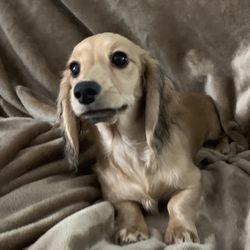 Ruff Haus Dachshunds - Claire