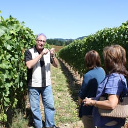 A Great Oregon Wine Tour - Wayne teaching his tour group about how grapes are cropped after veraison (ripening).