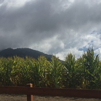 Riley's Apple Farm - Pick Your Own Farms Near Me - Yucaipa, California Riley's Apple Farm - Pick Your Own Farms Near Me - Yucaipa, California