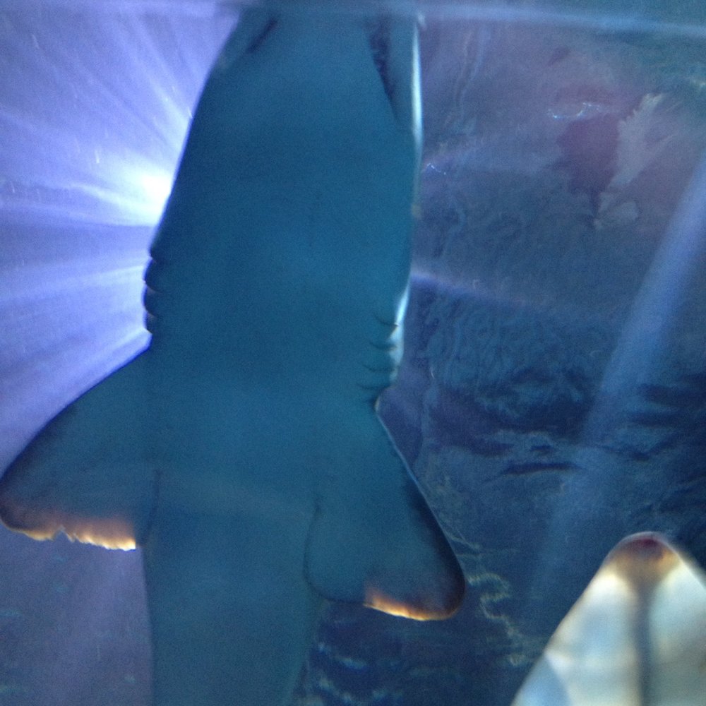 Blue Planet Aquarium - Aquariums Near Me - Ellesmere Port, CHE