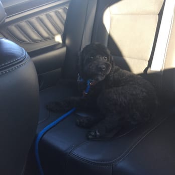 Pampered Pets Grooming Spa - Kahn feeling better and smelling good! - Pet Groomers Near Me - Delaware City, Delaware