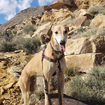 All Creatures Pet Services - Neo LOVES going on hikes! - Pet Sitting Near Me All Creatures Pet Services - Neo LOVES going on hikes! - Pet Sitting Near Me