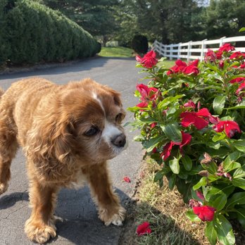 Canal Clinic - Cici loves to smell the roses at Canal Clinic! - Veterinarians Near Me - Potomac, Maryland Canal Clinic - Cici loves to smell the roses at Canal Clinic! - Veterinarians Near Me - Potomac, Maryland