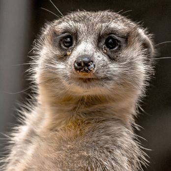 Smithsonian National Zoological Park - Meerkat - Zoos Near Me - Washington, DC, District of Columbia Smithsonian National Zoological Park - Meerkat - Zoos Near Me - Washington, DC, District of Columbia