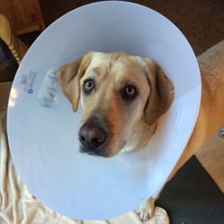 Chester Veterinary Clinic - Maddie says thank you for taking care of my torn pads!