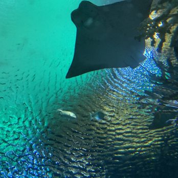 Aquarium specialist - Great place to visit!  Very interesting show   Can be recommend for visiting - Aquarium Services Near Me