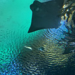 Aquarium specialist - Great place to visit! Very interesting show Can be recommend for visiting