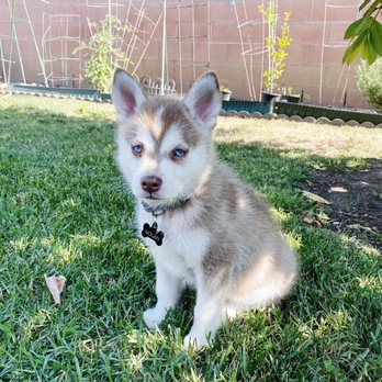 Kika's Klee Kai Huskies in Miniature - Nolan - Pet Breeders Near Me - Riverside, California Kika's Klee Kai Huskies in Miniature - Nolan - Pet Breeders Near Me - Riverside, California