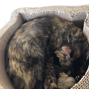 NEKO: A Cat Cafe - Themed Cafes Near Me - Seattle, Washington NEKO: A Cat Cafe - Themed Cafes Near Me - Seattle, Washington