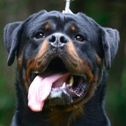 King Rottweilers