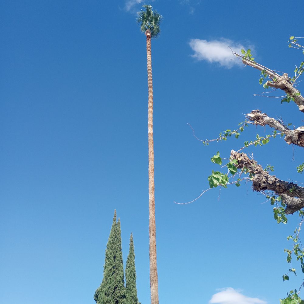 I had a badly broken tree & a super tall palm .