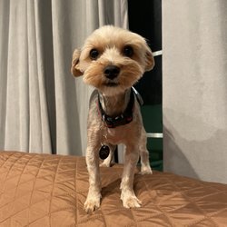 Erika's Pet Grooming - Gino happy with his summer cut