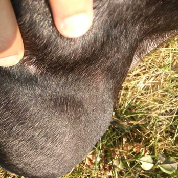 Green Valley Pets - My dog was attacked. I was NOT notified or even told at pick up. - Pet Sitting Near Me - El Dorado Hills, California Green Valley Pets - My dog was attacked. I was NOT notified or even told at pick up. - Pet Sitting Near Me - El Dorado Hills, California