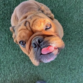 Dog On Fun - It's always so sweet that I get Good Morning pics of my little guy when I'm away. - Pet Sitting Near Me - Covina, California Dog On Fun - It's always so sweet that I get Good Morning pics of my little guy when I'm away. - Pet Sitting Near Me - Covina, California