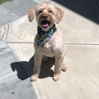 Holistic Grooming by Jessica - Pet Groomers Near Me