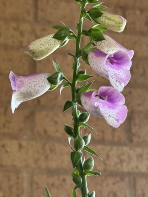 Central Market by null