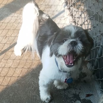 Balmorhea Kennels - Pet Sitting Near Me - Dayton, Ohio Balmorhea Kennels - Pet Sitting Near Me - Dayton, Ohio