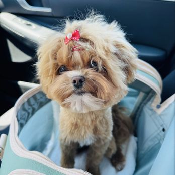 OC Pawtastic Grooming - AFTER - Pet Groomers Near Me - La Palma, California