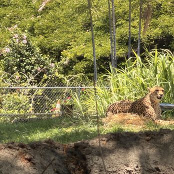 Honolulu Zoo - Cheetah - Zoos Near Me - Honolulu, Hawaii