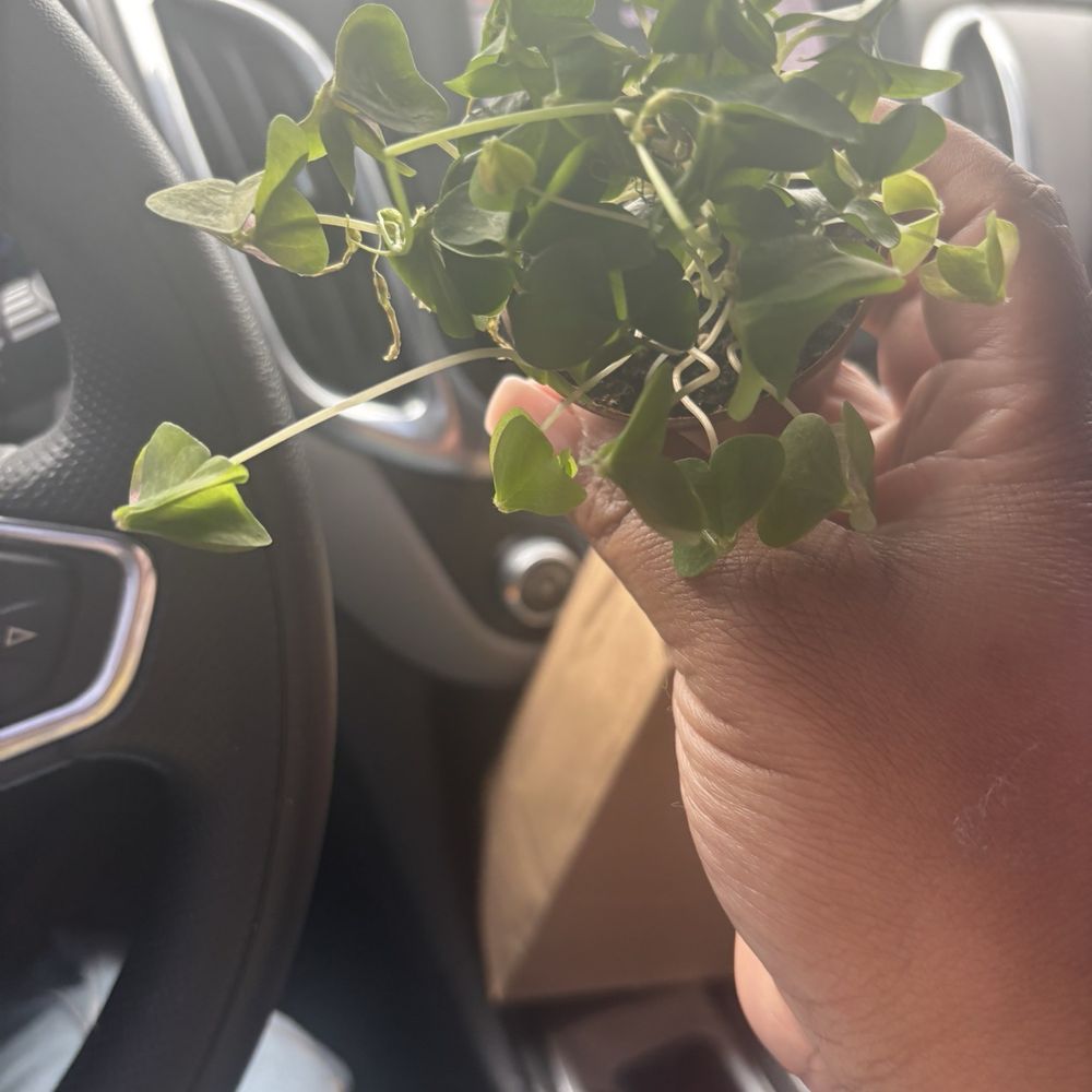 Stomping Ground - Shamrock plant - Home & Garden Near Me - Indianapolis, Indiana