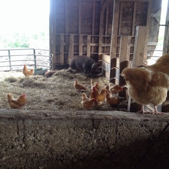 Agricola Farm - Pigs and chickens - Meat Shops Near Me - Panton, Vermont