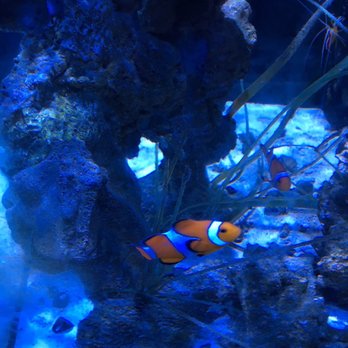 Austin Aquarium - Finding Nemo - Aquariums Near Me - Austin, Texas Austin Aquarium - Finding Nemo - Aquariums Near Me - Austin, Texas