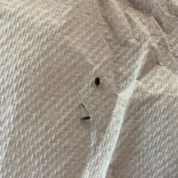 Dead bugs found in bed