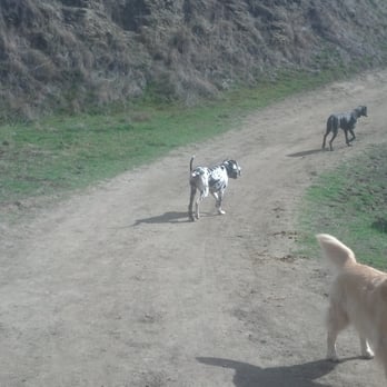 Pet Dog USA - Pet Training Near Me - Walnut Creek, California