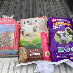Tractor Supply - Bunny / bantams / potbellied pig: everyone's happy