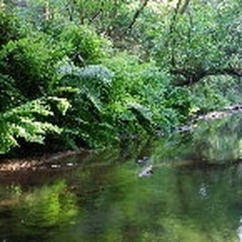 Van Damme State Park - Ferns on Little River - Parks Near Me - Little River, California Van Damme State Park - Ferns on Little River - Parks Near Me - Little River, California