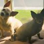 Photo of San Juan Animal Hospital