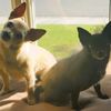 San Juan Animal Hospital gift card