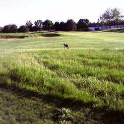 The Links at Carillon - Foxy at Carillon