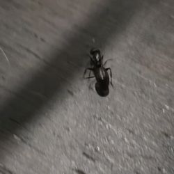 Antipesto Exterminating