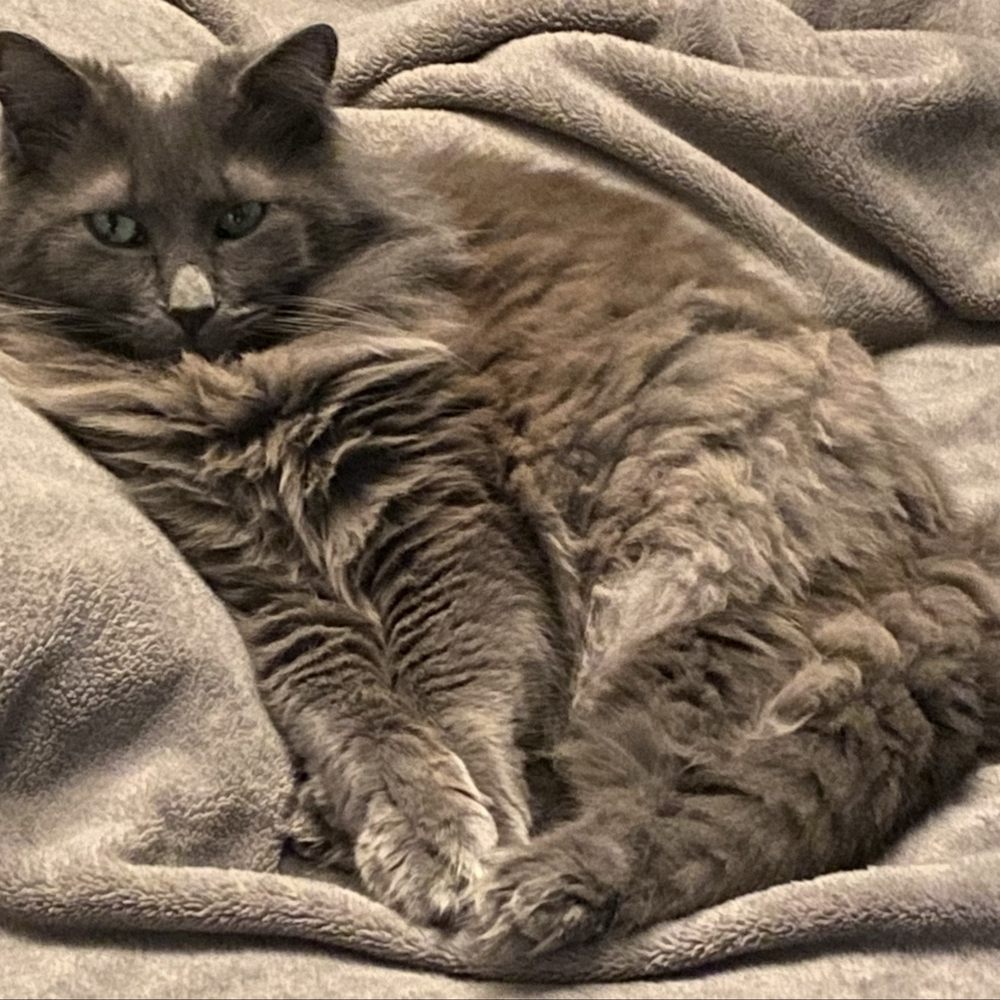 Pet Beloved - 13 year old Domestic Longhair. - Pet Groomers Near Me - San Diego, California Pet Beloved - 13 year old Domestic Longhair. - Pet Groomers Near Me - San Diego, California