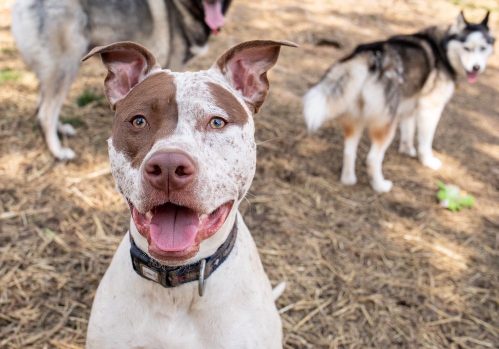 All Creatures Pet Care - pet boarding facility in Marshallton, DE