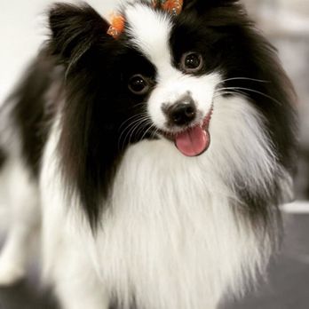 Vivi Pet Care - Groomed astra - Pet Groomers Near Me - Astoria, New York Vivi Pet Care - Groomed astra - Pet Groomers Near Me - Astoria, New York