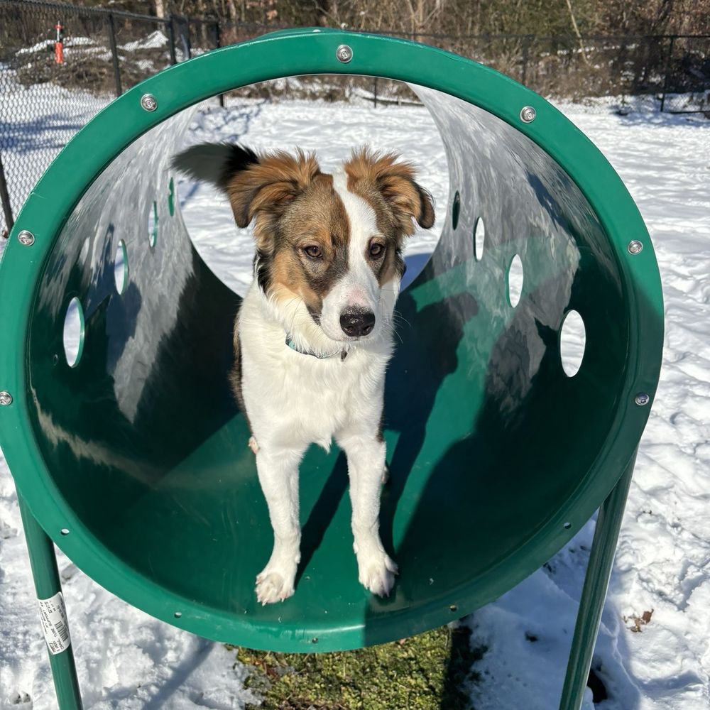 South Riding Dog Park - A fun tunnel! - Dog Parks Near Me - Chantilly, Virginia South Riding Dog Park - A fun tunnel! - Dog Parks Near Me - Chantilly, Virginia