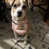 Everyday Doggies gift card
