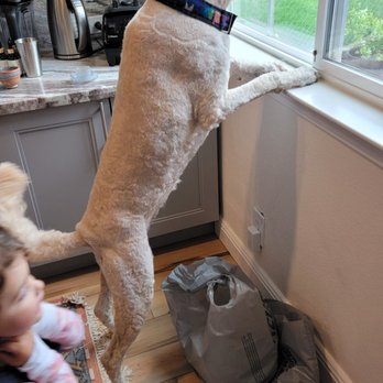 Groomology - Pet Groomers Near Me - Fair Oaks, California
