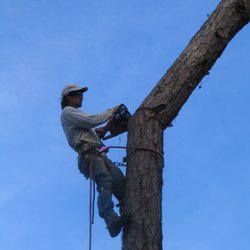 Linander's Tree Service