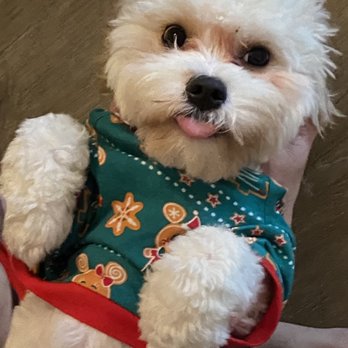 Dog House Miami - Chloe - Pet Sitting Near Me - Miami Lakes, Florida