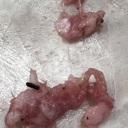 Simla Frozen Food - This just doesn't look like a peppercorn.