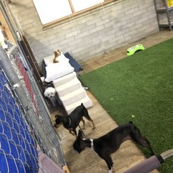 Barks and Purrs Pet Daycare and More.. - Finally, a cot all to myself.