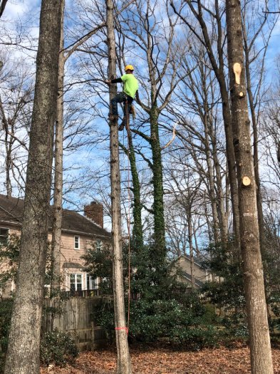 Mabe's Tree Service - tree service in Thomasville, NC
