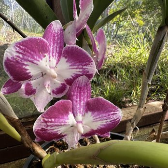 Kula Botanical Gardens - Parks Near Me - Kula, Hawaii