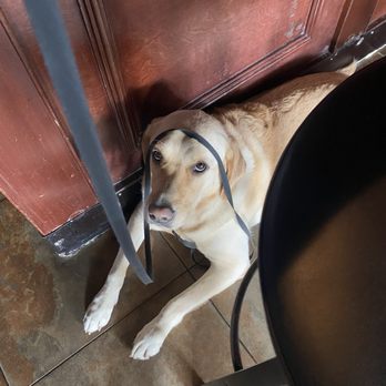 The Vega Lounge - Buddy being sweet - Lounges Near Me - Pompano Beach, Florida The Vega Lounge - Buddy being sweet - Lounges Near Me - Pompano Beach, Florida