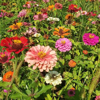 Dollie’s Farm - #ReviewsByRL - Flowers & Gifts Near Me - Franklin, Indiana Dollie’s Farm - #ReviewsByRL - Flowers & Gifts Near Me - Franklin, Indiana