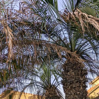 Valley Tree Care - My trees need help!! - Tree Services Near Me - Phoenix, Arizona Valley Tree Care - My trees need help!! - Tree Services Near Me - Phoenix, Arizona