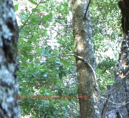 Bigfoot Discovery Museum by null